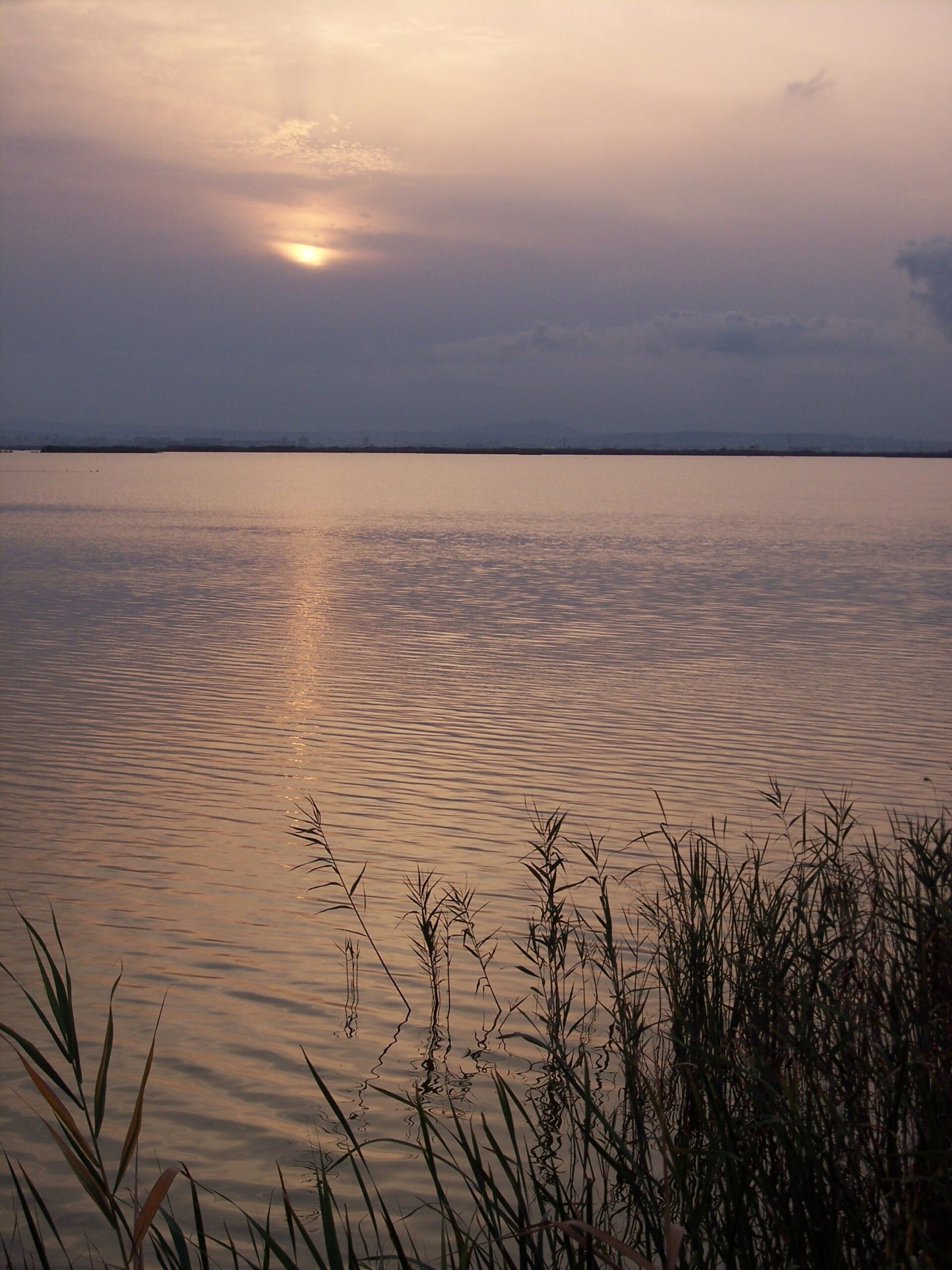 Albufera Rice Paddies