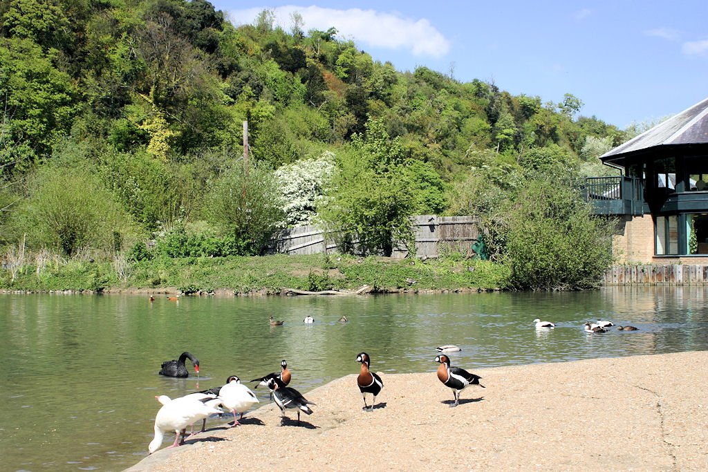 WWT Arundel Wetland Centre